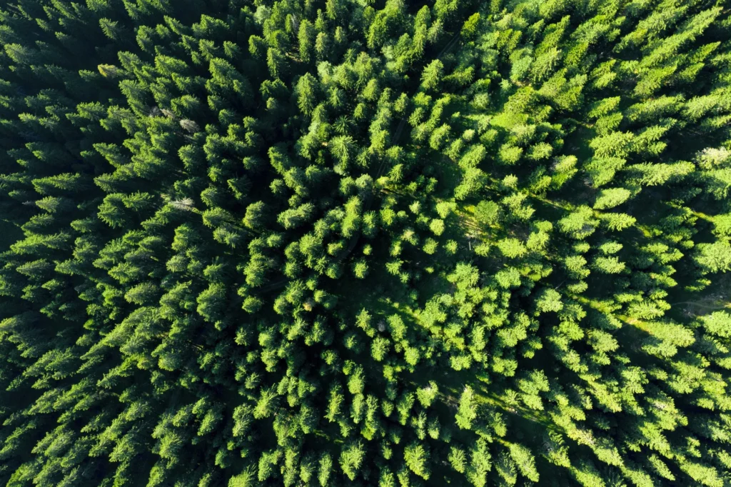 Birds eye view of the Maine forest